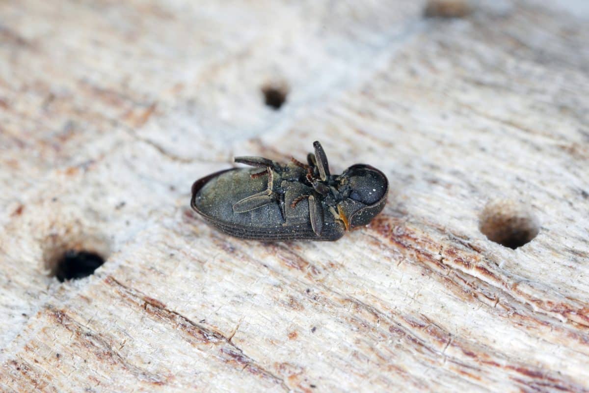 Certains insectes prolifèrent dans les meubles en bois