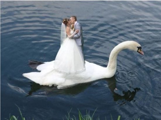 Des mariés sur le dos d’un cygne