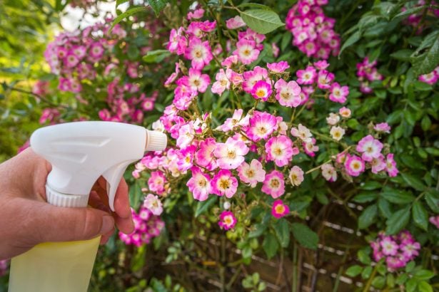 La solution la plus simple : le vaporisateur d'eau