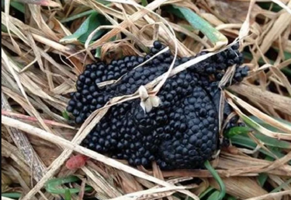 Grappe d'œufs de tiques