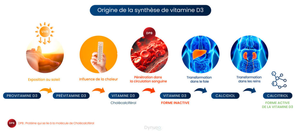 Fonctions principales de la vitamine D dans le corps humain
