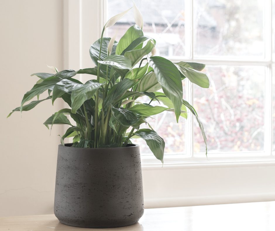 Osoba podlewająca lilię pokojową dzbanem