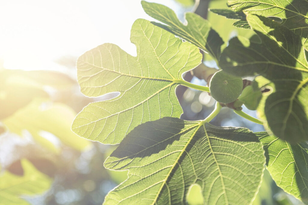 Włącz liście figowe do swojej codziennej rutyny