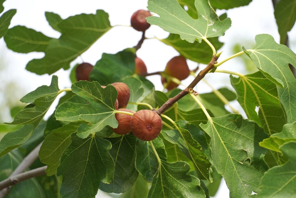 Naturalne dobre samopoczucie z liśćmi figowymi