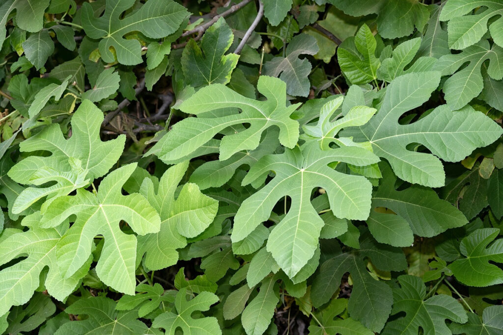 Antyoksydanty z liści figowych