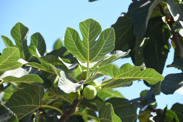 Liście figowe i różne dolegliwości