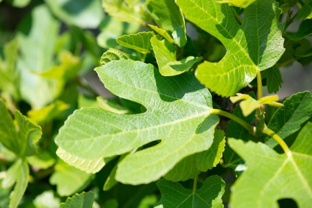 Zewnętrzne zastosowanie liści figowych