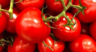 Tomates entières