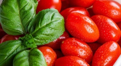 Conservation des tomates
