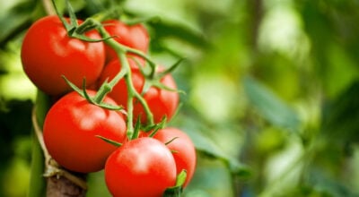 Tomates fraîches