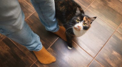 Chat domestique