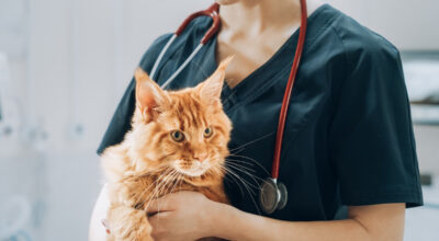 Chat heureux à la maison