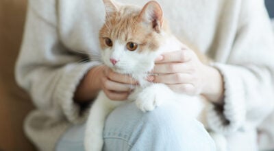 Puce électronique pour chat