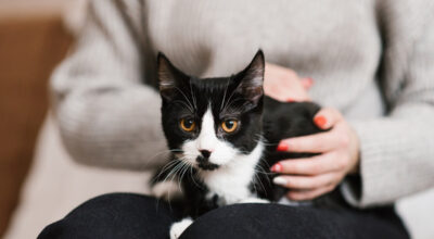 Chat et réglementation