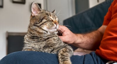 Chat perdu retrouvé