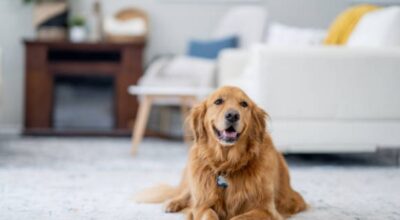 Un chien utilisant son odorat pour découvrir une personne