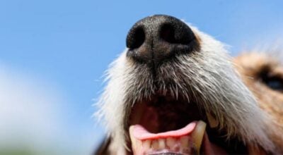 Un chien peut apprendre à accueillir calmement les invités