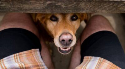 Le chien possède un odorat particulièrement développé